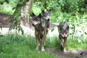 Wildpark Eekholt